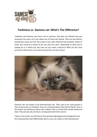 tonkinese vs siamese cat what s the difference