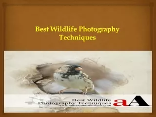 Best Wildlife Photography Techniques