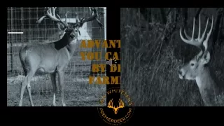 J&N Whitetails and Exotics