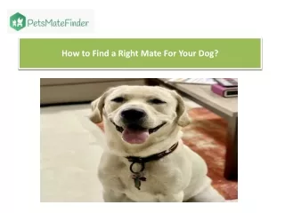 How to Find a Right Mate for Your Dog?
