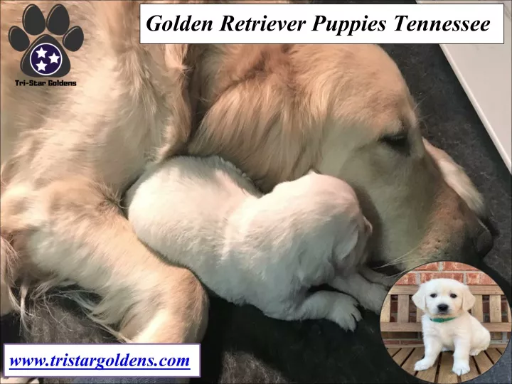 golden retriever puppies tennessee
