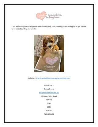 Poodle Breeders Sydney | Cavoodlelove.com.au