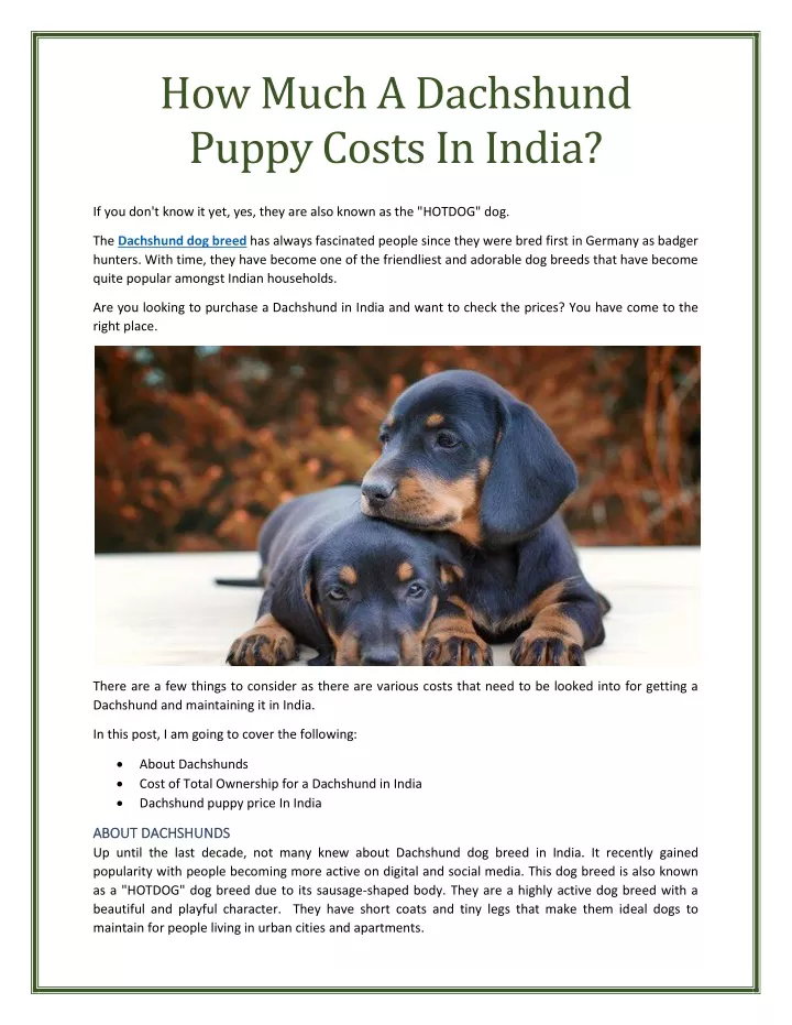 how much a dachshund puppy costs in india