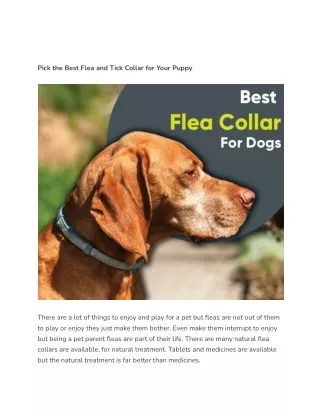 Pick the Best Flea and Tick Collar for Your Puppy