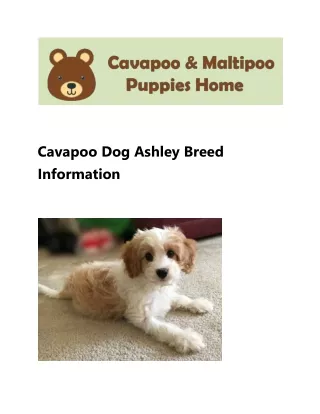 Cavapoo Dog Ashley Breed Information