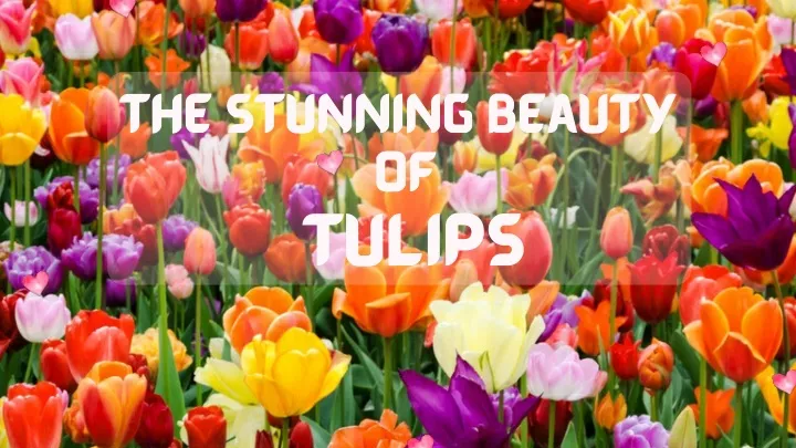 the stunning beauty of tulips
