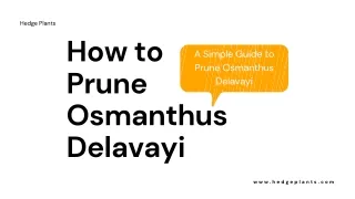 How to Prune Osmanthus Delavayi