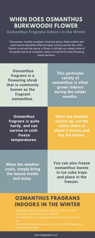 When Does Osmanthus Burkwoodii Flower