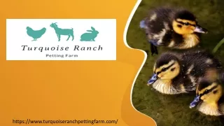 Fun Birthday Party In Petting Farm Scottsdale, Arizona!