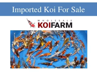 imported koi for sale