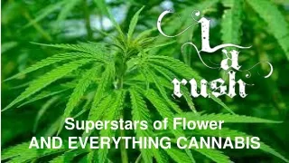 superstars of flower and everything cannabis
