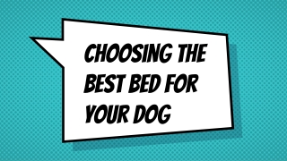 Choosing the best bed for your dog