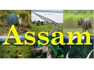 Amazing places to visit in Assam