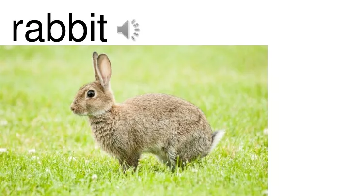 rabbit