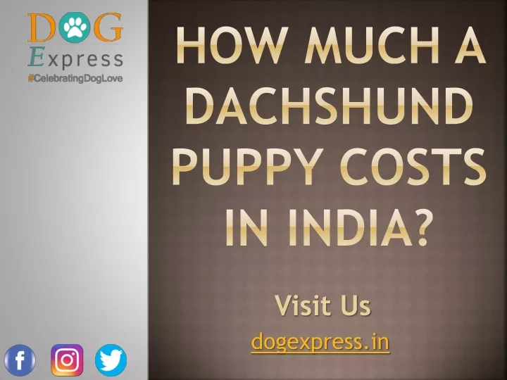 how much a dachshund puppy costs in india