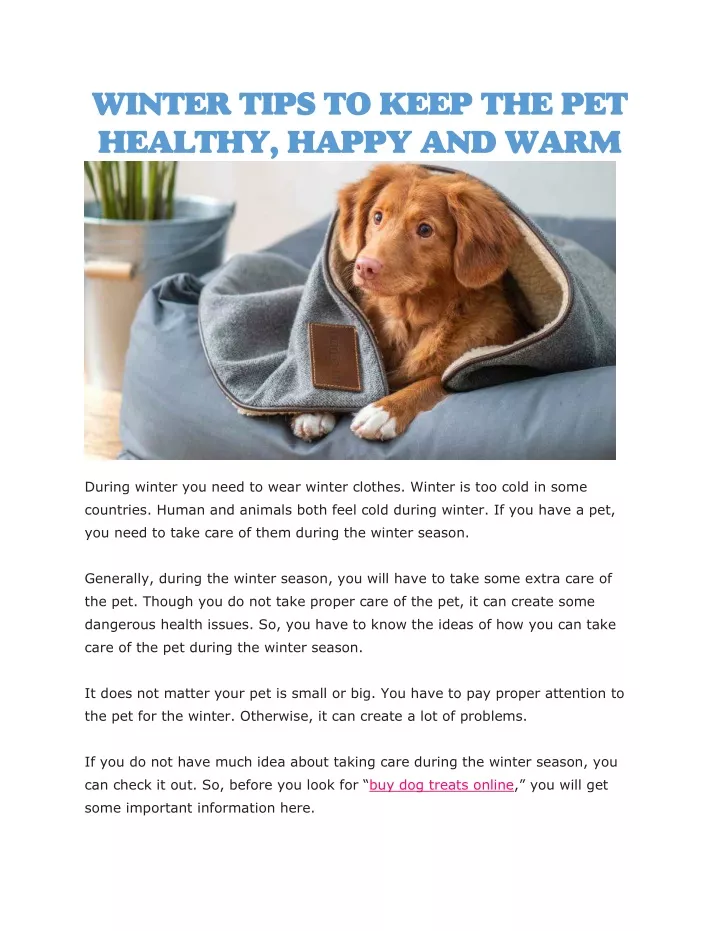 winter tips to keep the pet healthy happy and warm