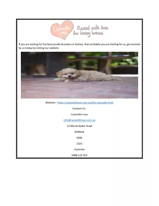 Poodle Breeders Sydney | Cavoodlelove.com.au