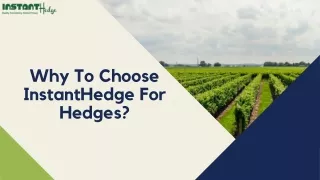 Know What Makes InstantHedge Different From Others