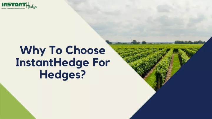 why to choose instanthedge for hedges