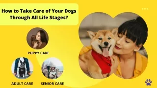 How to Take Care of Your Dogs Through All Life Stages?