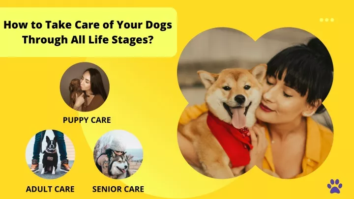 how to take care of your dogs through all life