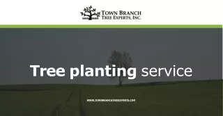 Large tree planting service in USA at Town Branch Tree Experts, Inc.