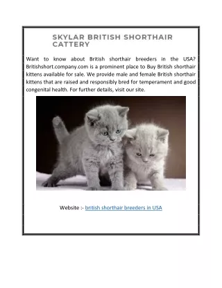 British Shorthair Breeders in USA | Britishshort.company.com