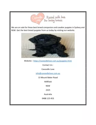 Puppies For Sale Sydney | Cavoodlelove.com.au