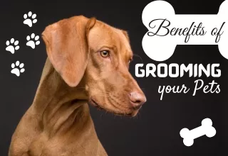 Importance Of Grooming your Pet Regularly