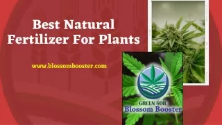 Best Natural Fertilizer For Plants