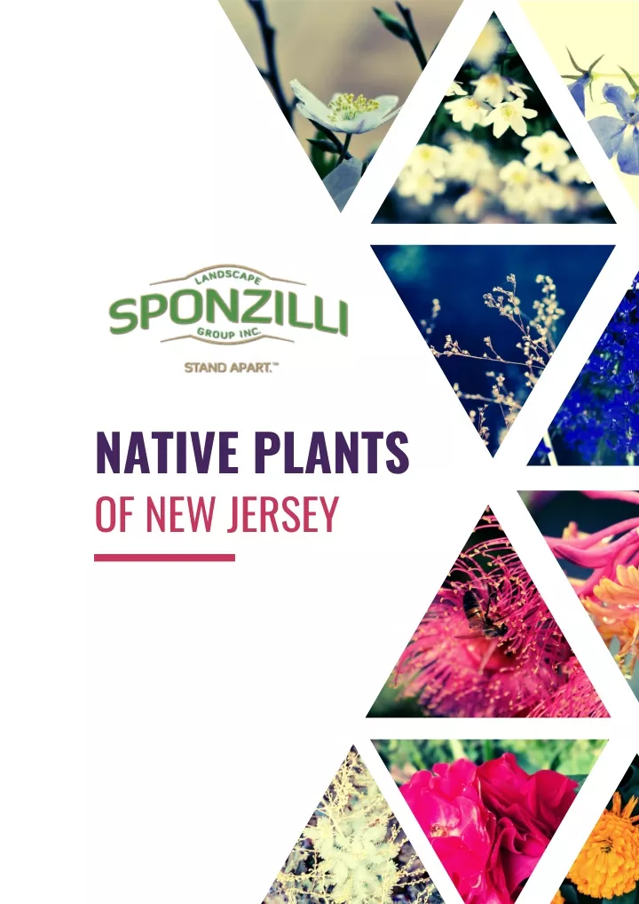 native plants of new jersey