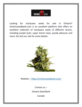 Marijuana Seed Bank Toronto  Ontarioseedbank.com