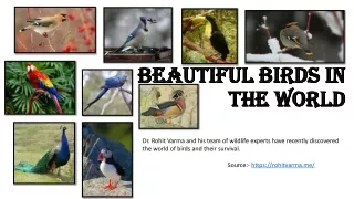 Dr. Rohit Varma -  Most Intelligent and Beautiful Bird