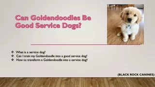 Can Golden Doodles Be Good Service Dogs