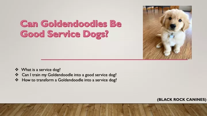 can goldendoodles be good service dogs
