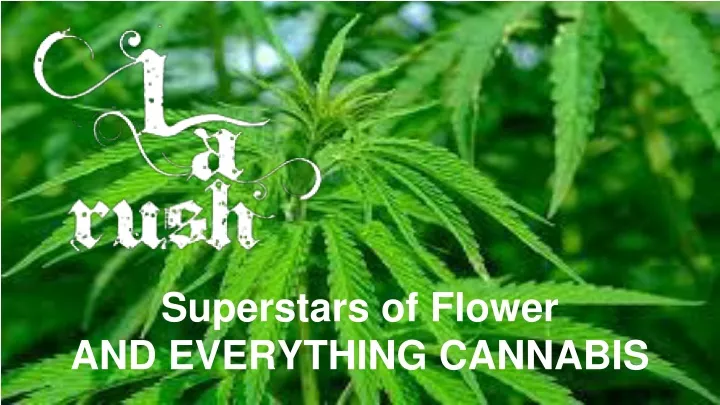 superstars of flower and everything cannabis