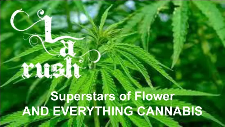 superstars of flower and everything cannabis