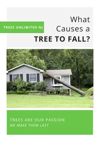 What Causes a Tree To Fall