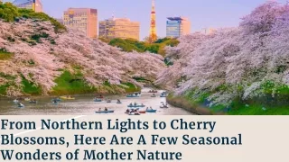 from northern lights to cherry blossoms here are a few seasonal wonders of mother nature