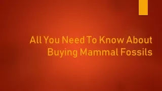 all you need to know about buying mammal fossils