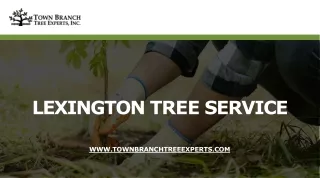 Online best Lexington tree service at Town Branch Tree Experts, Inc.