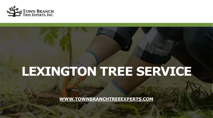 lexington tree service