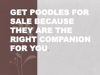 Get Poodles for Sale Because They Are the Right companion for You.