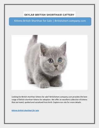 Kittens British Shorthair for Sale | Britishshort.company.com
