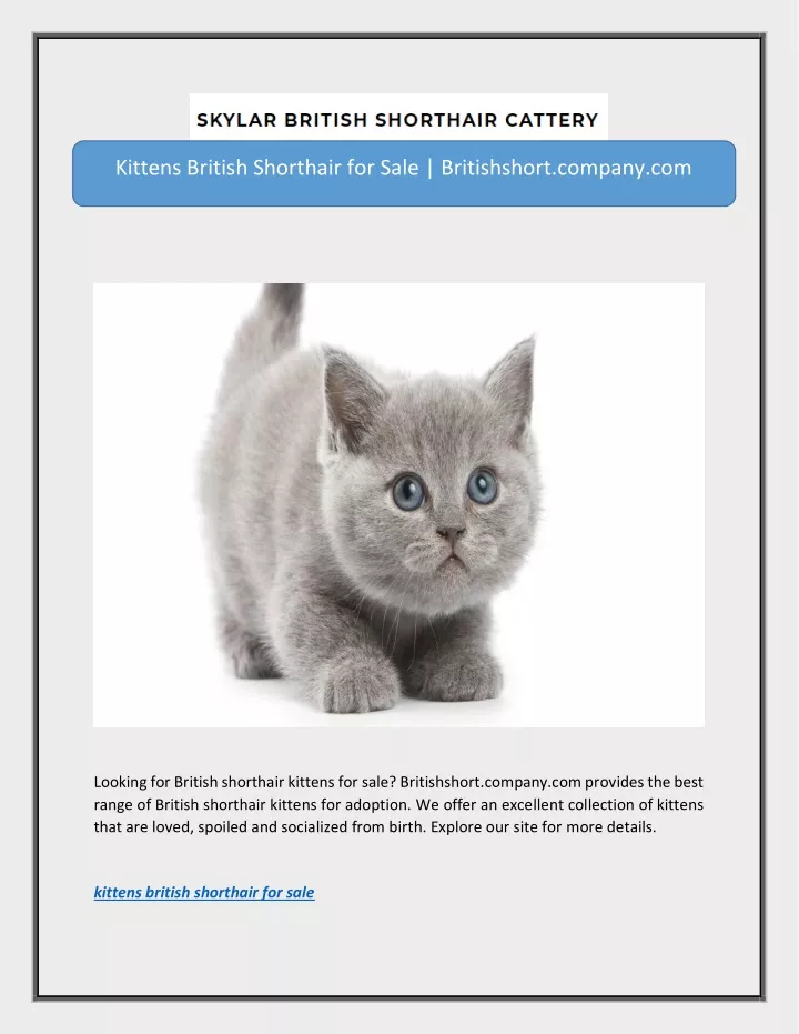 kittens british shorthair for sale britishshort