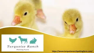 Small School Groups Fun With Animals- Animal Care Farm Sunny Scottsdale
