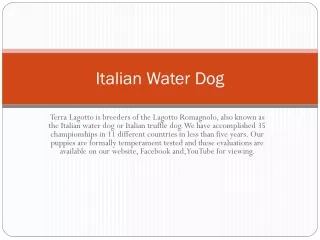 Italian Water Dog PPT