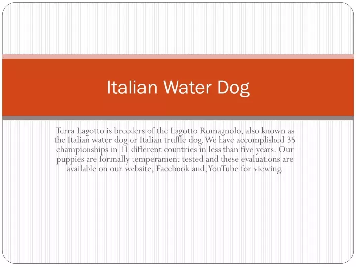 italian water dog