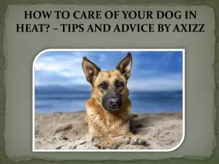 HOW TO CARE OF YOUR DOG IN HEAT? – TIPS AND ADVICE BY AXIZZ