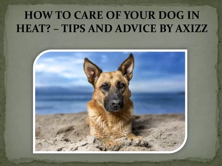 how to care of your dog in heat tips and advice